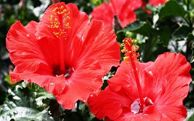 Hibiscus