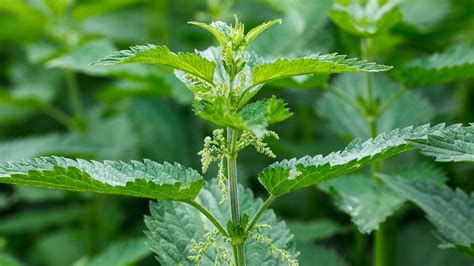 Nettle