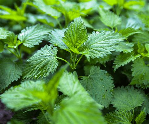 Nettle